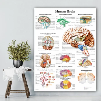 HD Печат Живопис Човешкия Мозък, Вътрешни Органи Декор Платно Анатомический Плакат Модулни Медицински Образователни Картини на Модерни Офис Стенно Изкуство