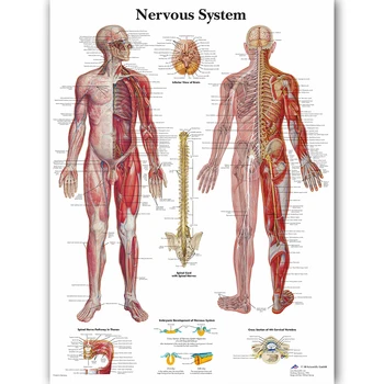 Диаграма на Нервната Система на Човека Плакат Карта Платно Картина Стенни Картини за Здравно Образование на Лекарите Офис Клас Начало Декор