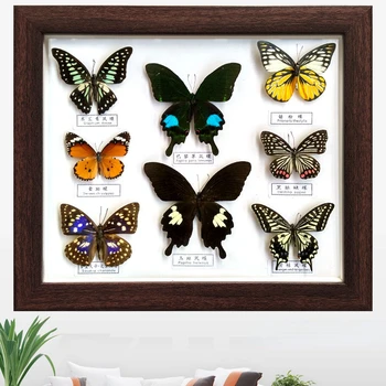 Истинска пеперуда проба фоторамка насекомо занаят декорации обучение празничен подарък декорация на дома